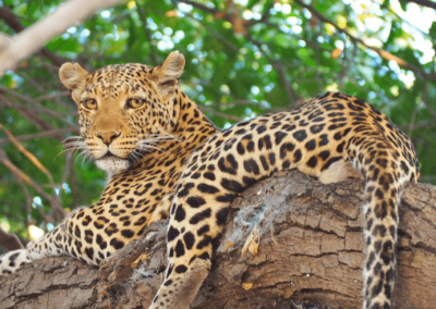 Malawi, Zambia & Botswana Small Group Tour