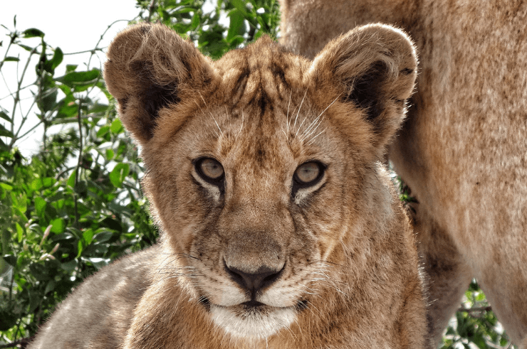 Tanzania & Zanzibar Group Tour