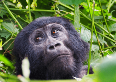 Rwanda, Uganda & DRC Small Group Tour