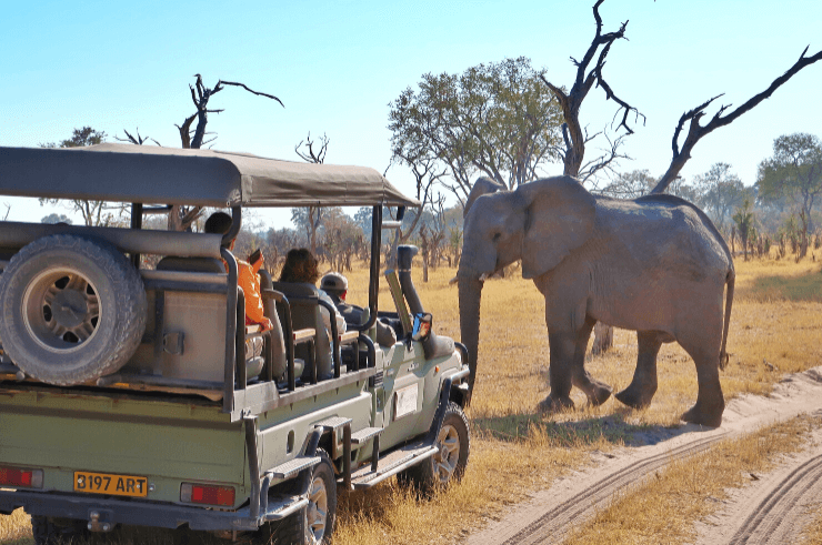 Moremi Game Reserve Botswana Group Tour - Rock My Adventure