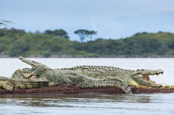 Ethiopia Crocodile Market
