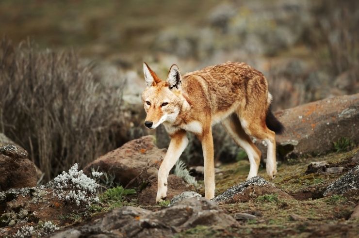 Ethiopian Wolf