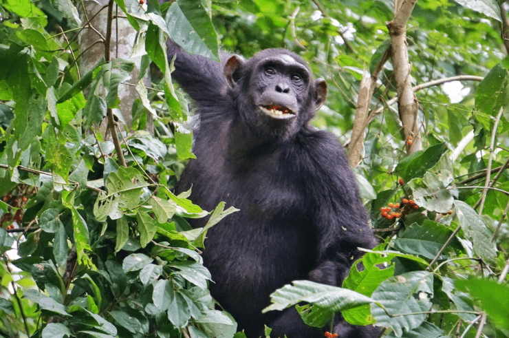 Uganda Chimp Trekking