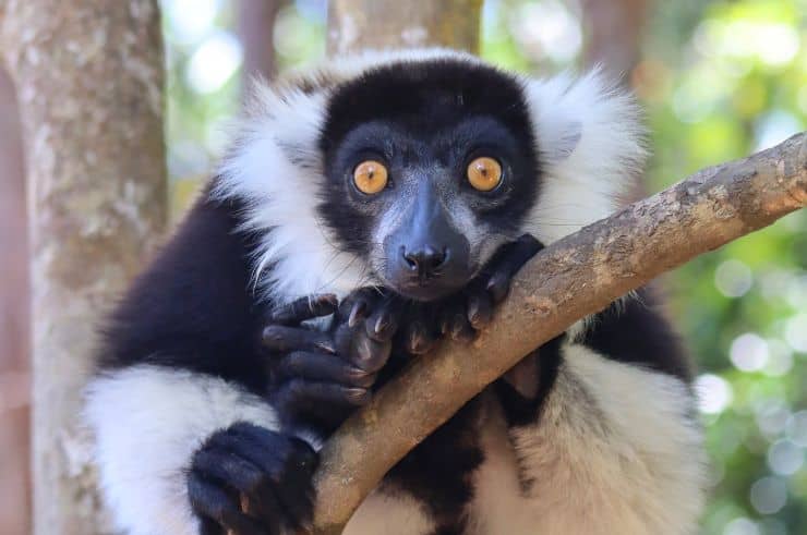 Black-and-white ruffed lemur