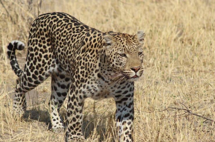 Leopard in Botswana