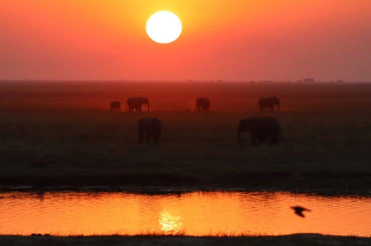 Chobe National Park at Sunset
