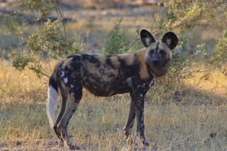 Wild Dogs in the Okavango Delta Botswana