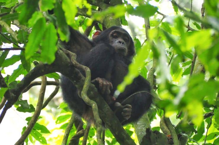 Chimpanzee Uganda