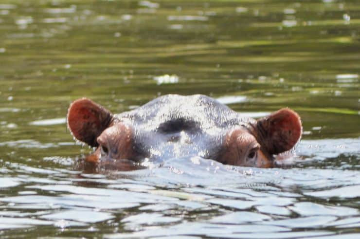 Kazinga Channel