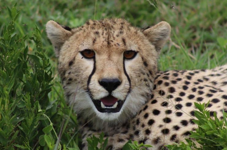 Tanzania (6)