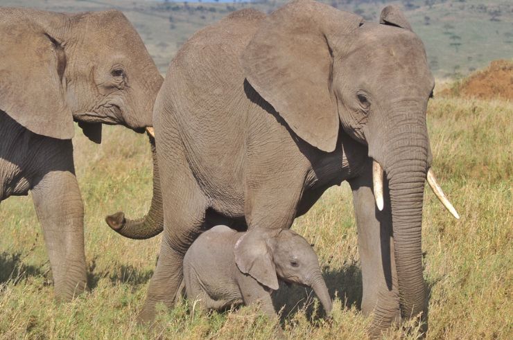 Tanzania & Zanzibar Group Tour