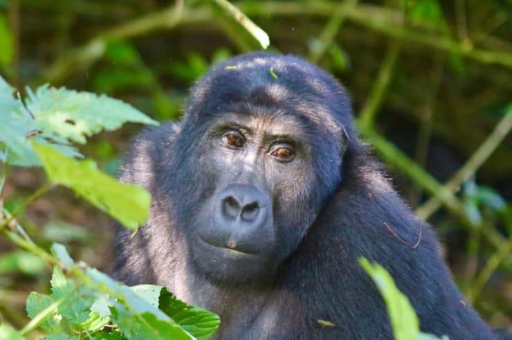 Gorilla trekking in Uganda