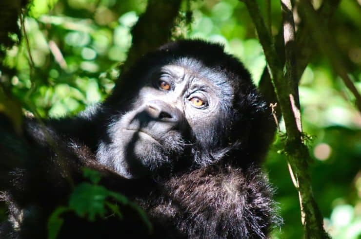 Gorilla trekking in Uganda