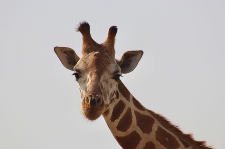 Rock My Adventure group watching a giraffe in Lake Mburo National Park, Uganda